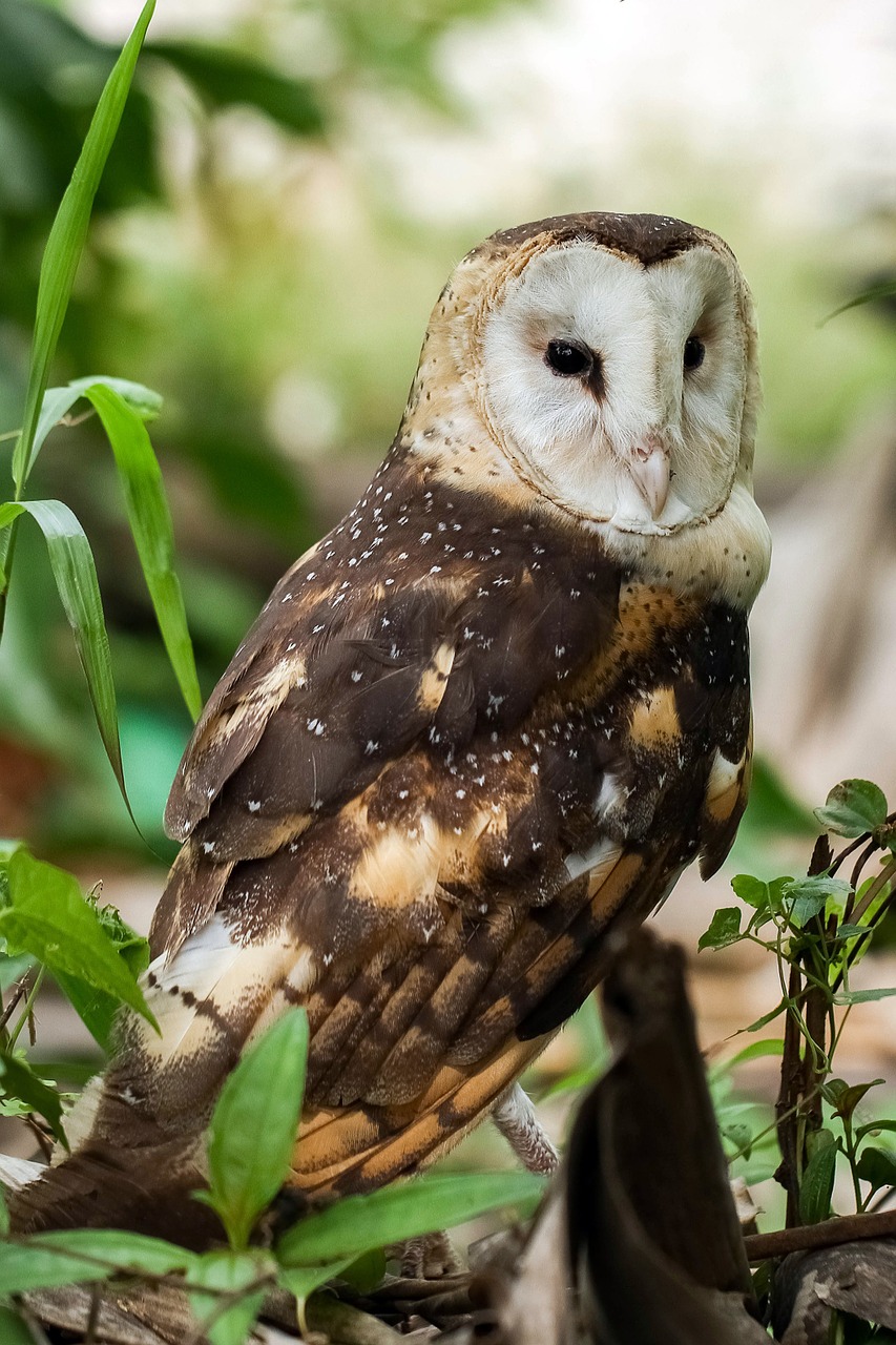 eastern grass owl tyto longimembris owl free photo