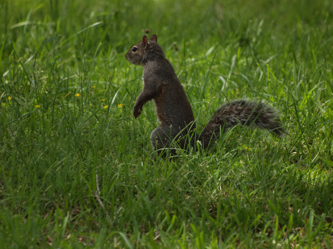 eastern gray squirrel free photo