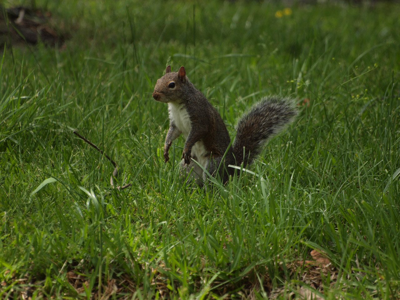 eastern gray squirrel free photo