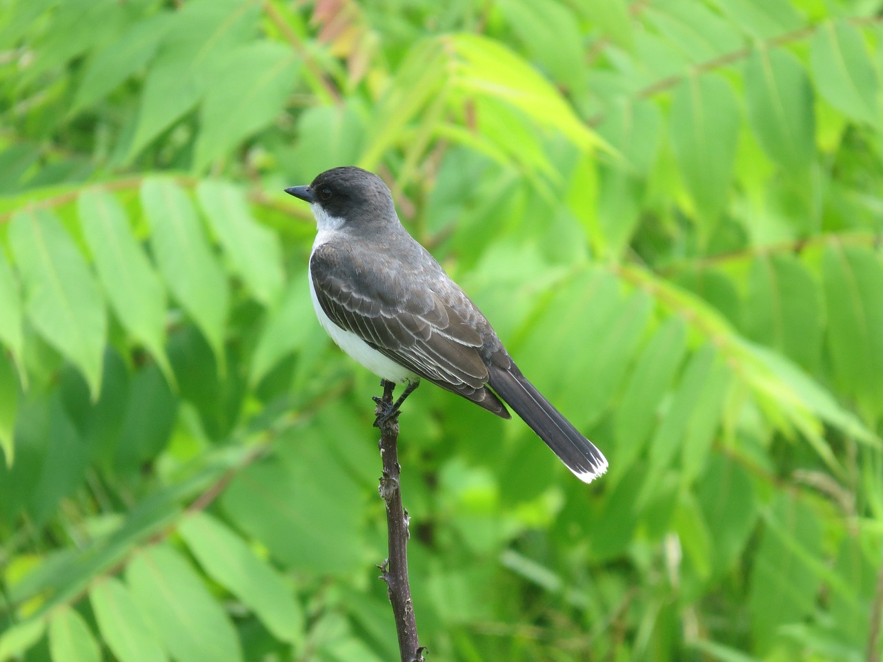 eastern kingbird bird wildlife free photo