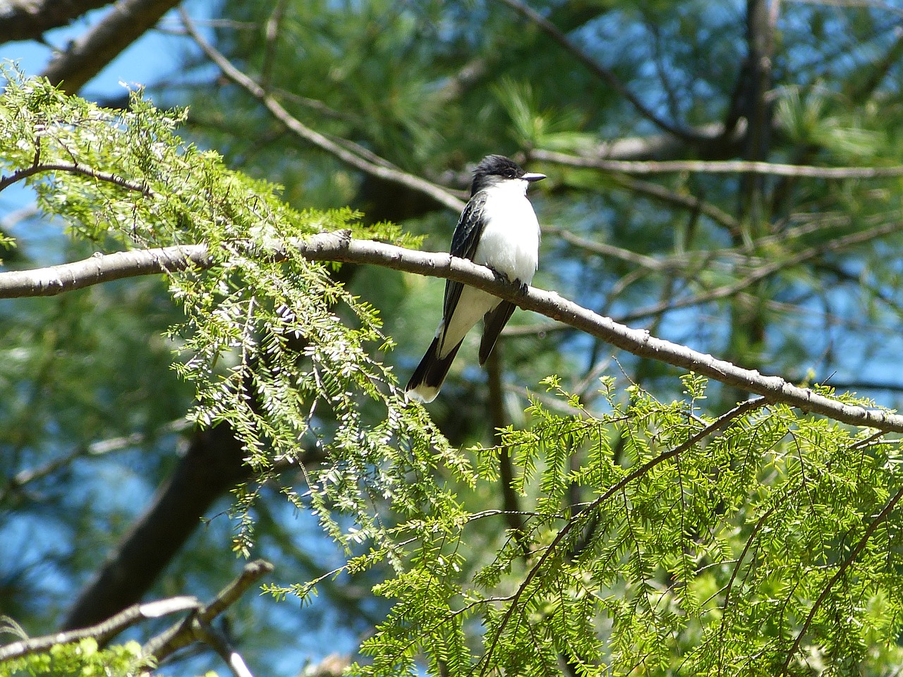 eastern kingbird wildlife perching free photo