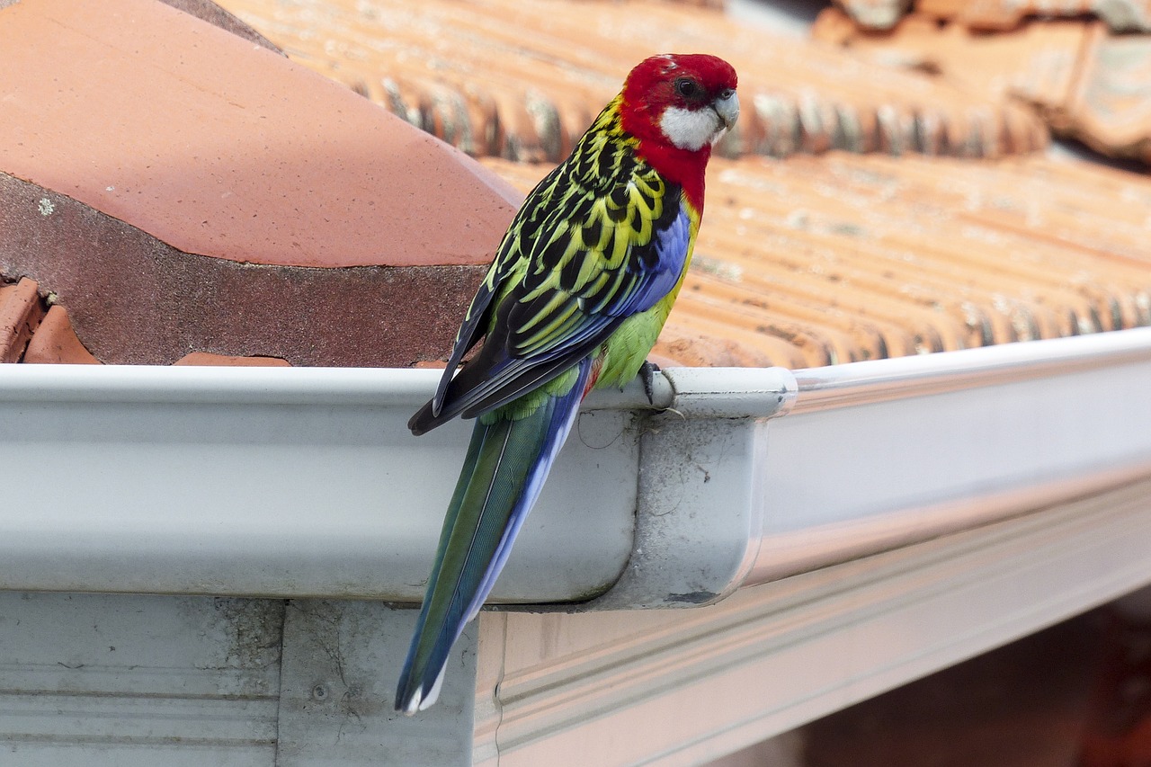 eastern rosella platycercus eximius psittacidae free photo