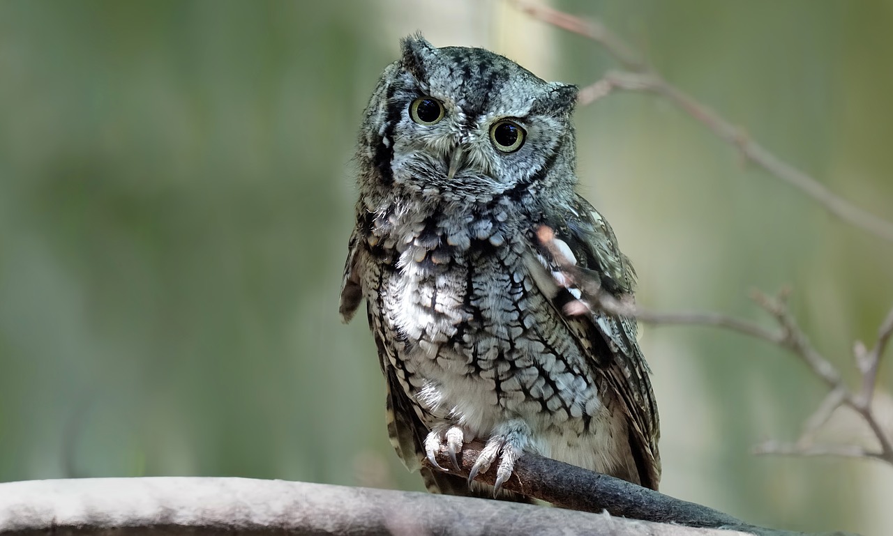 eastern screech owl  owl  bird free photo