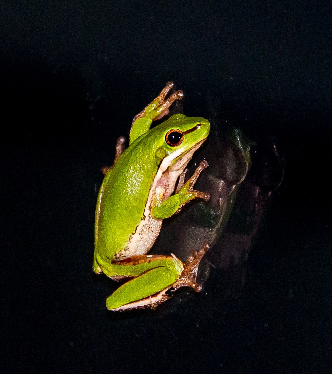 eastern sedge frog eastern dwarf tree frog litoria fallax free photo