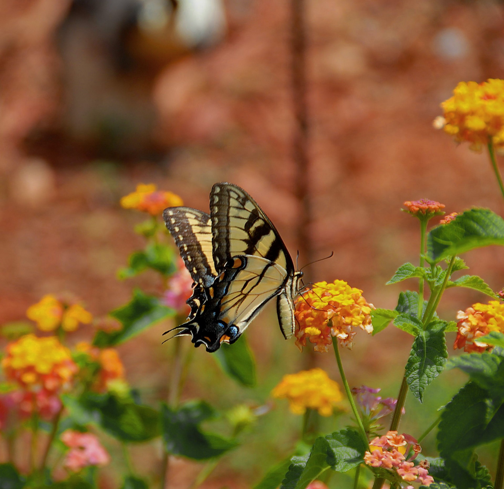 tiger closeup isolated free photo