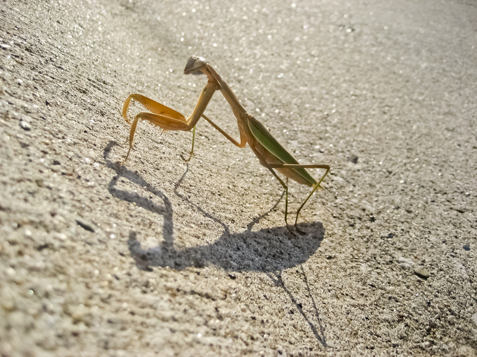 praying mantis preying mantis bug free photo