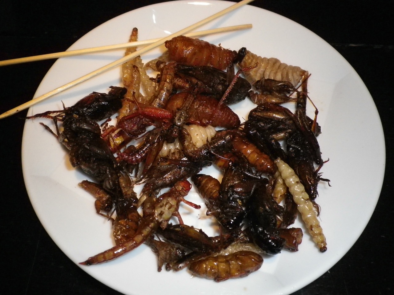 eat thai insect plate free photo