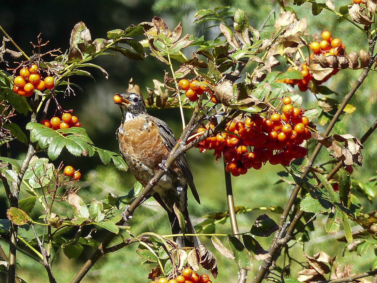 eating red robin bird free photo