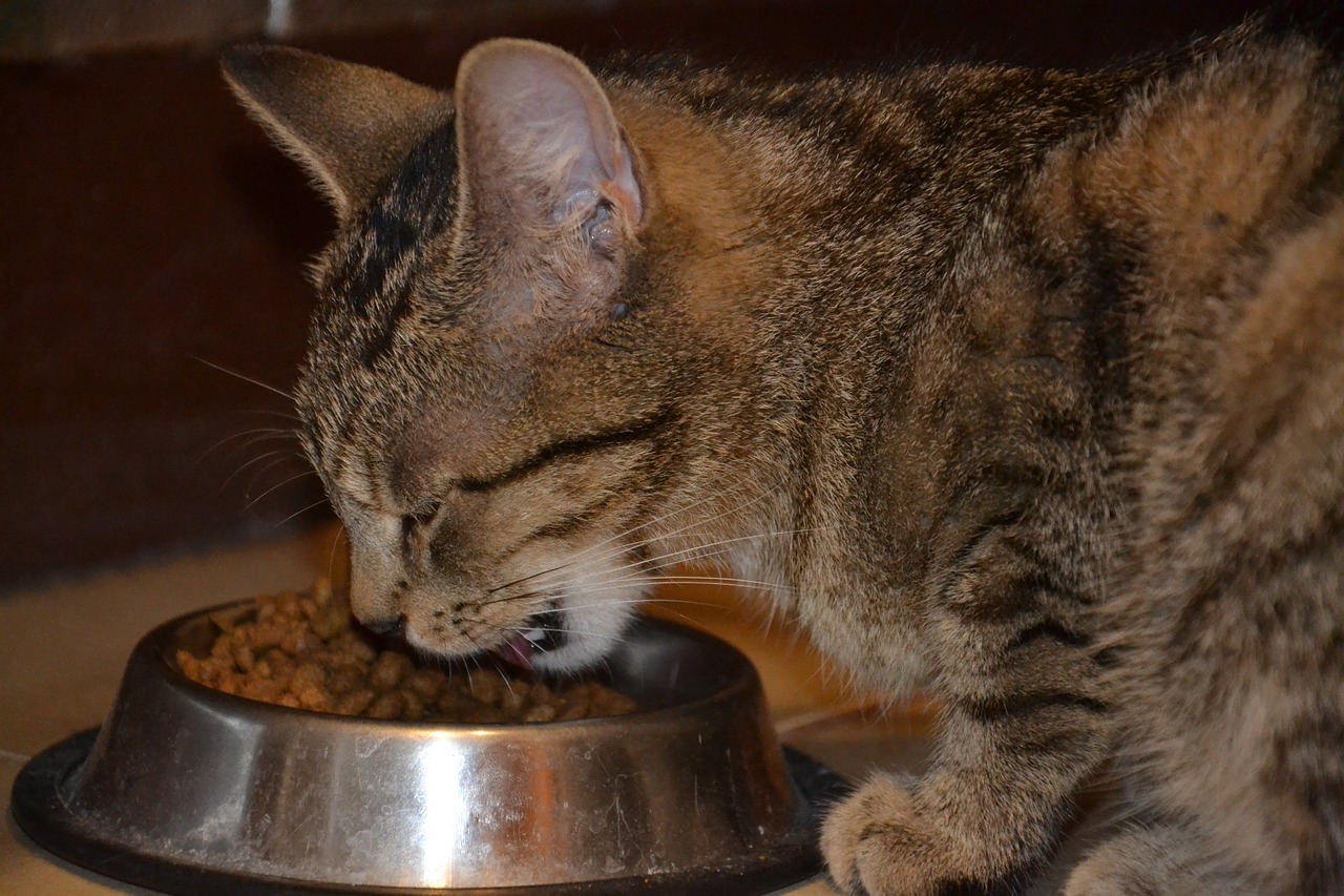 eating dinner cat free photo