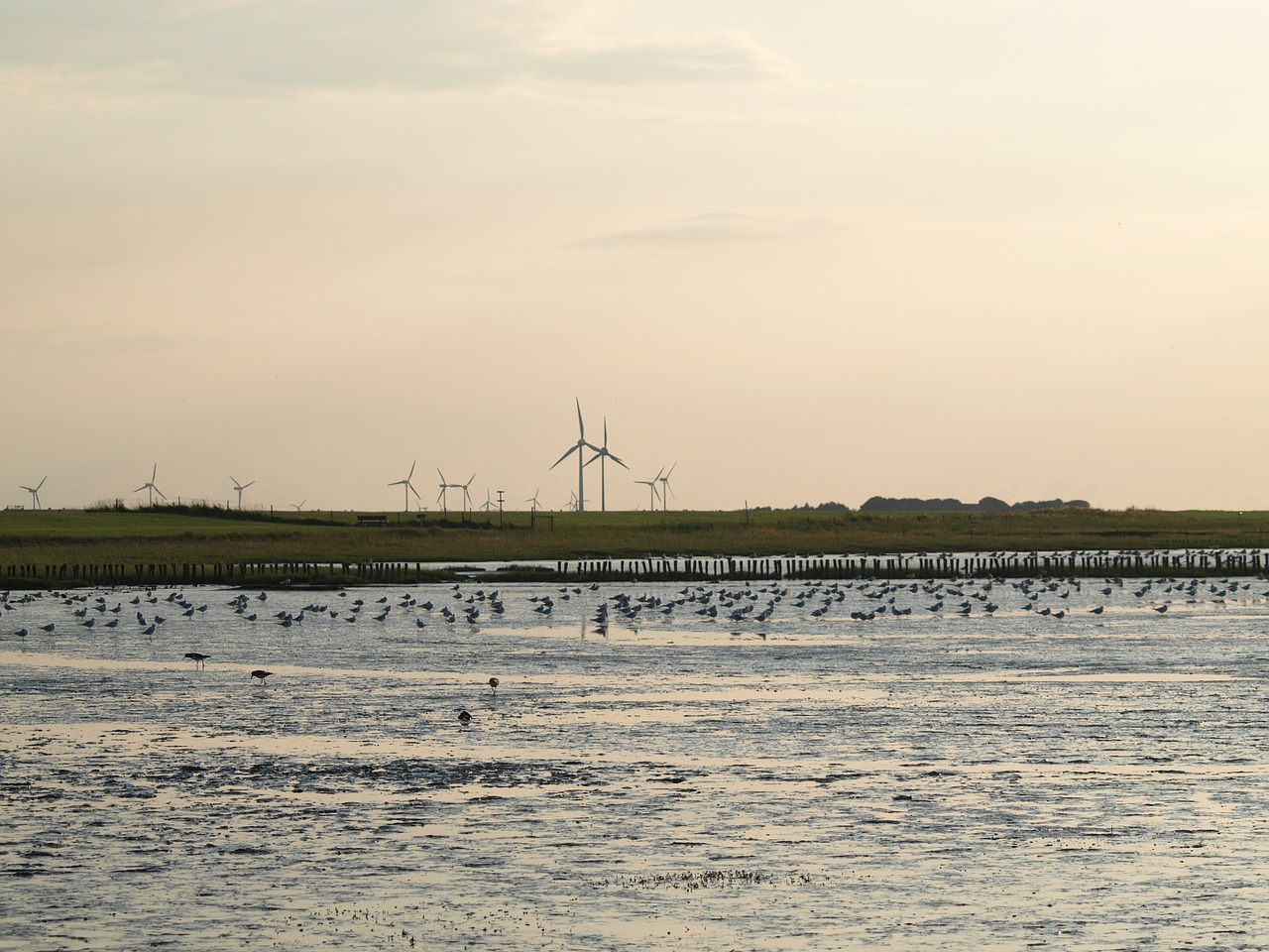 ebb north sea wadden sea free photo