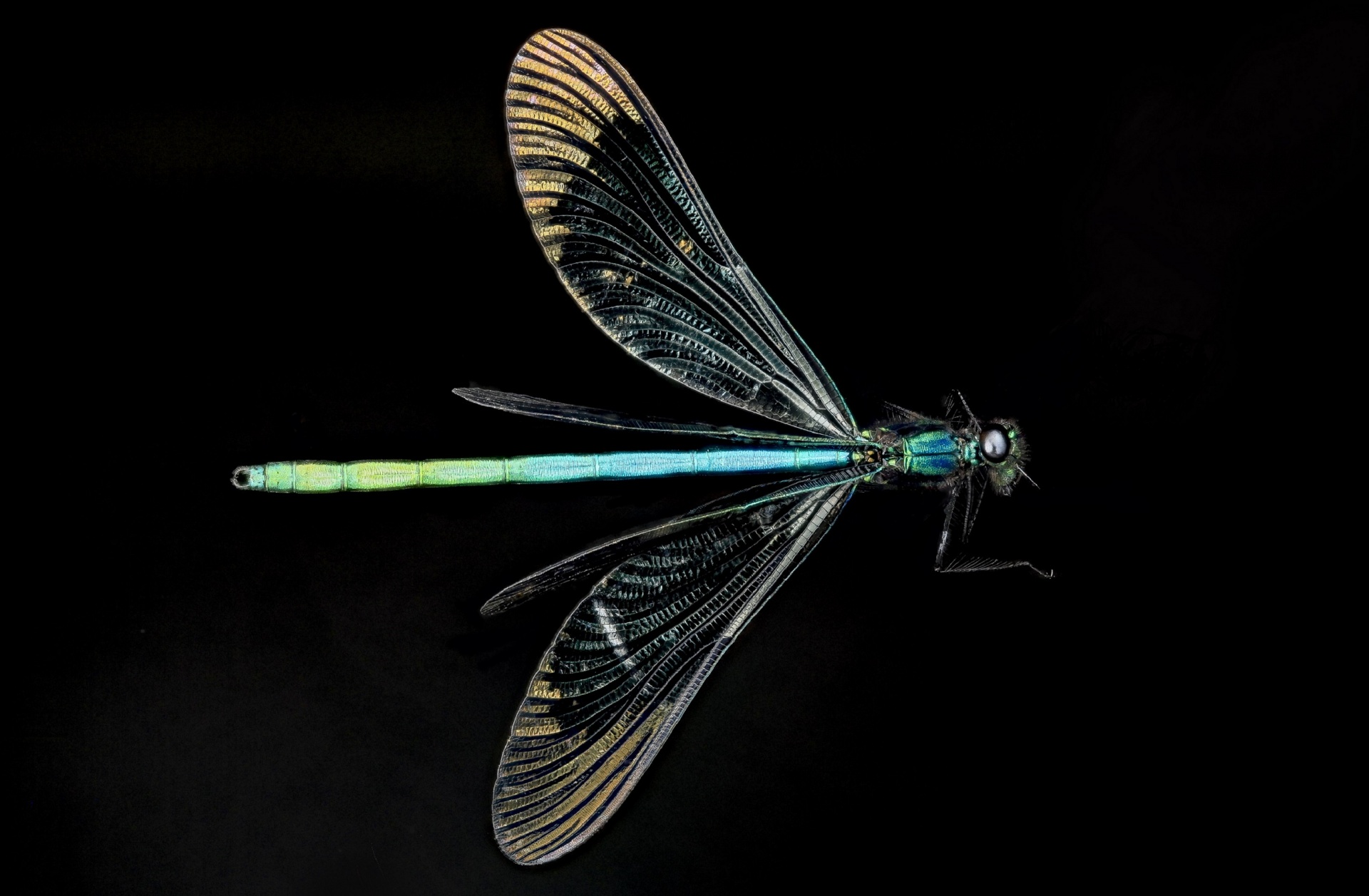 ebony jewelwing damselfly macro free photo