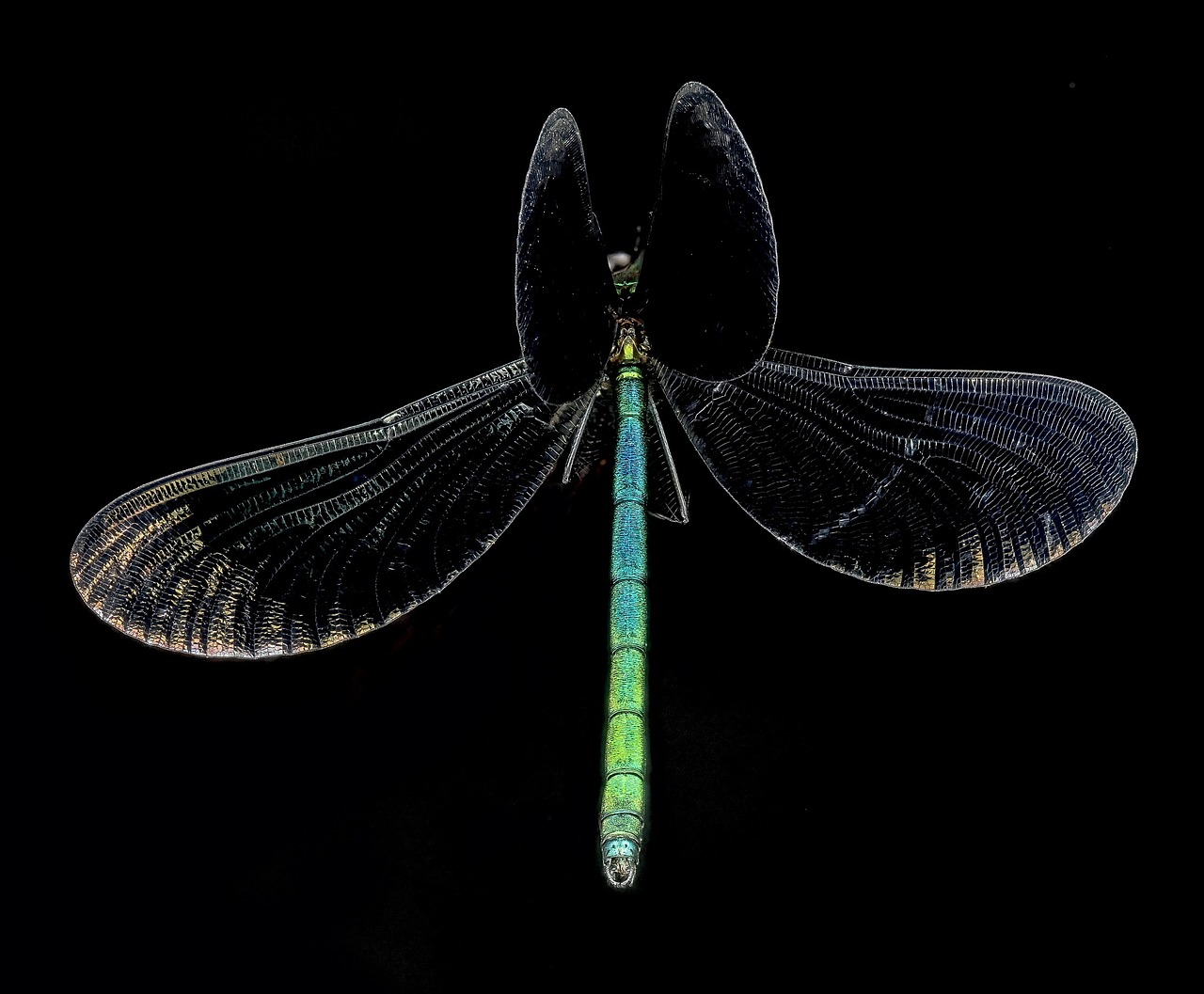 ebony jewelwing damselfly insect macro free photo