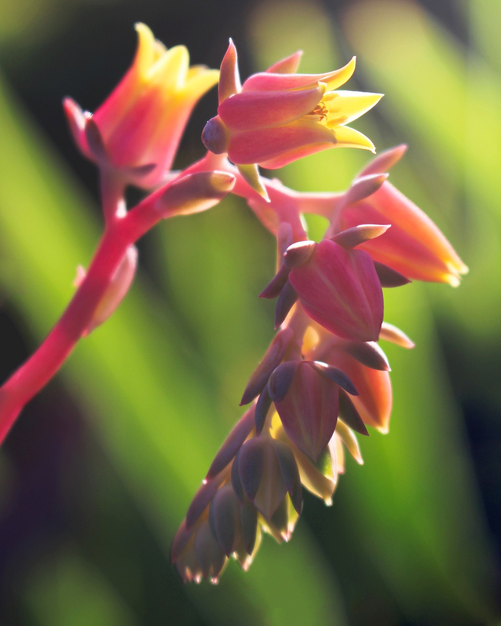 echeveria  flowers  bell-shaped free photo