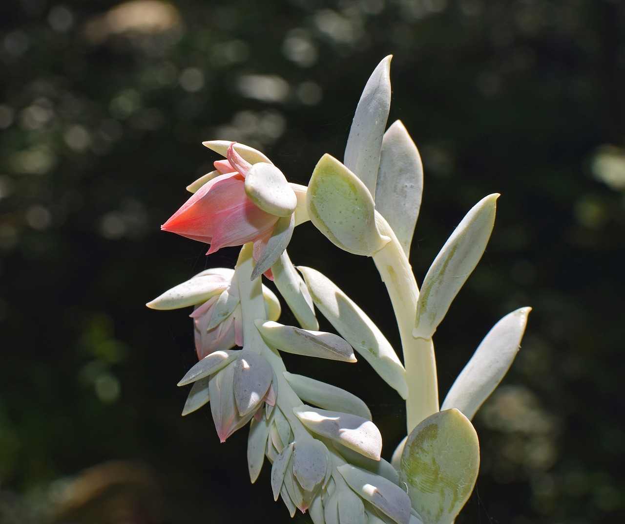 echeveria flower spike succulent bud free photo