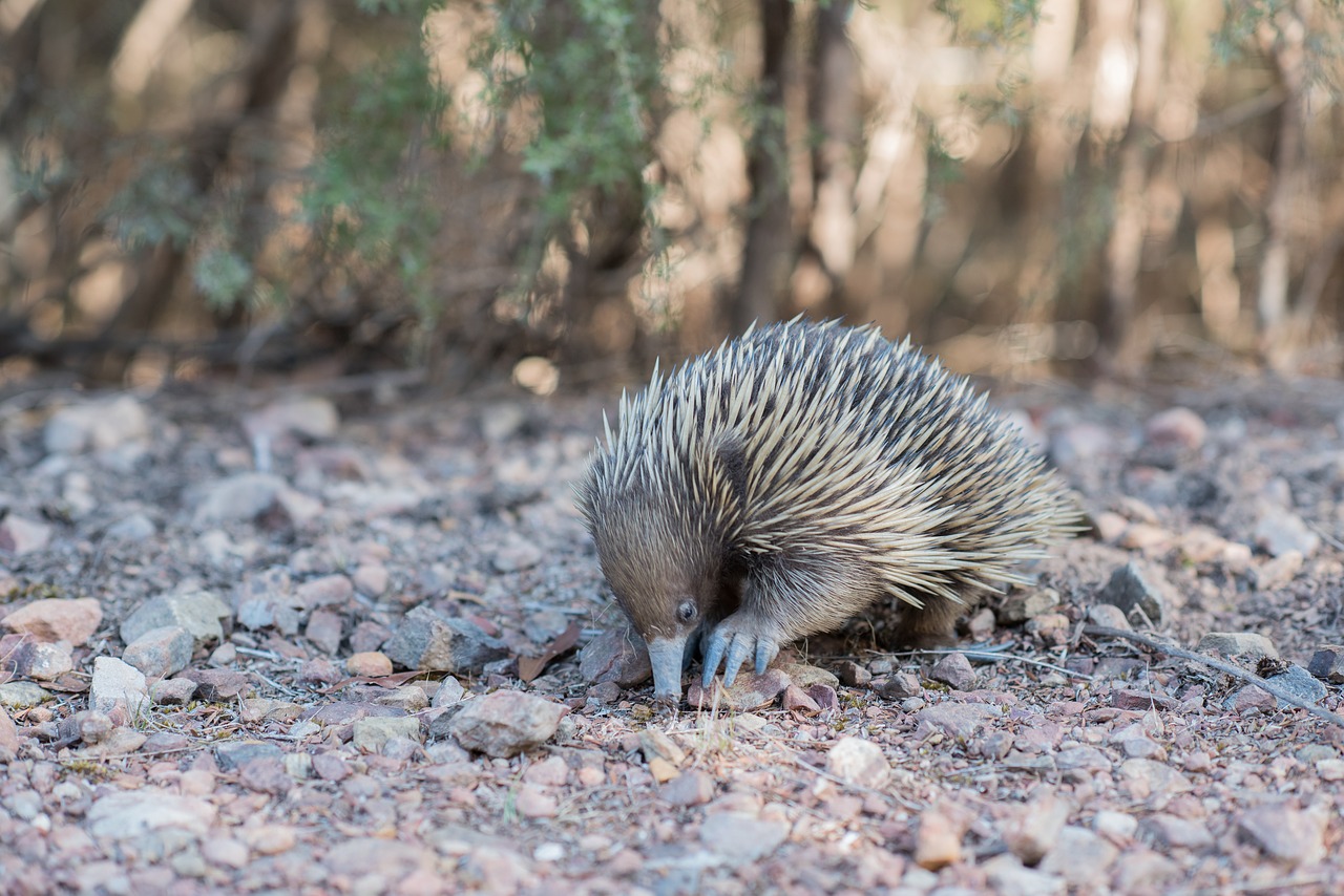 echidna spiny anteater tachyglossidae free photo