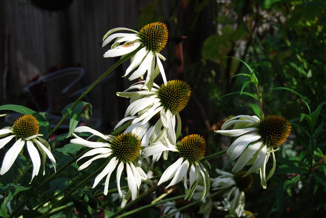 echinacea flower white free photo