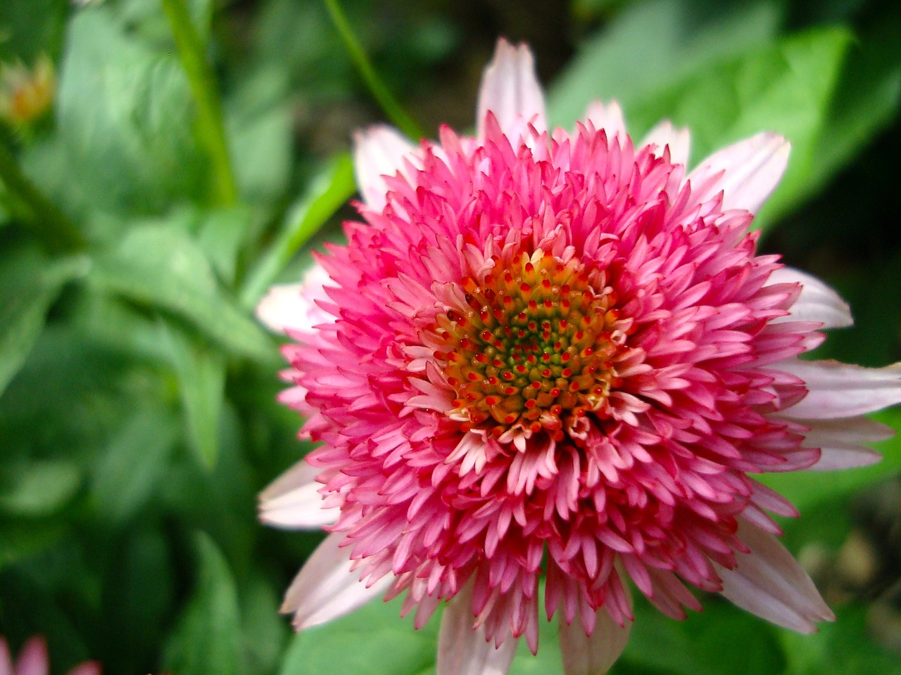 echinacea purpurea pink double delight free photo