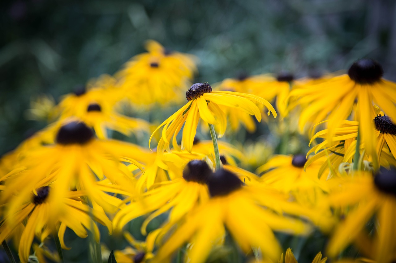 echinacea yellow coneflower blossom free photo