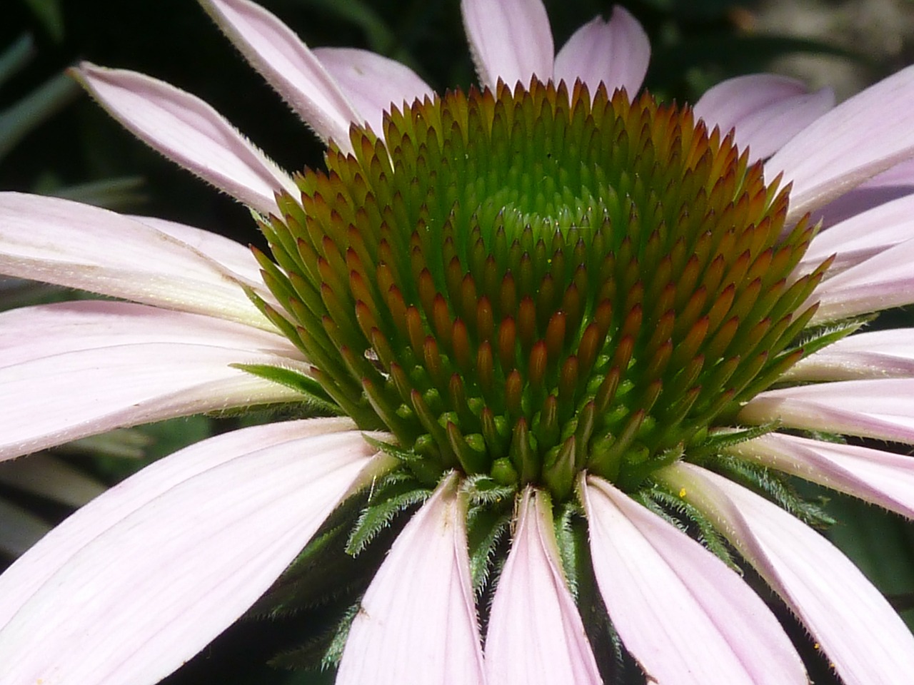 echinacea flower close-up free photo