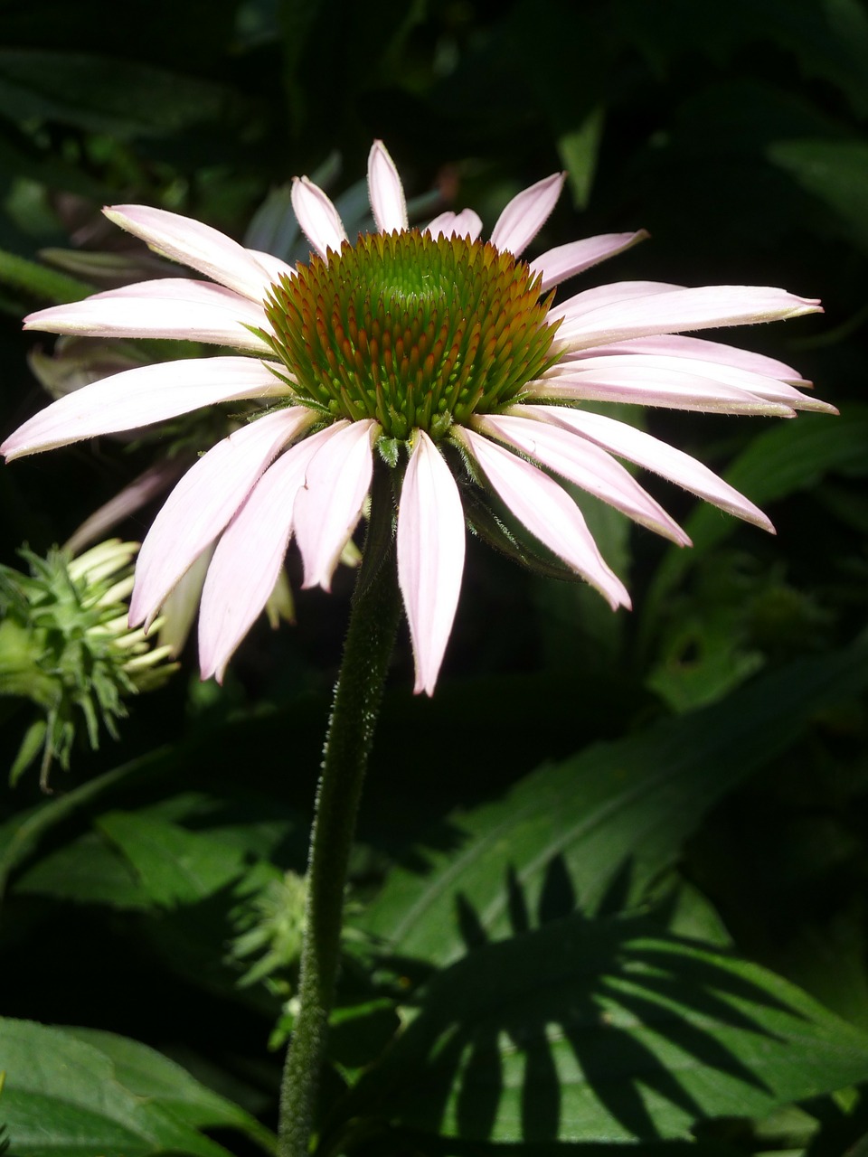 echinacea flower close-up free photo