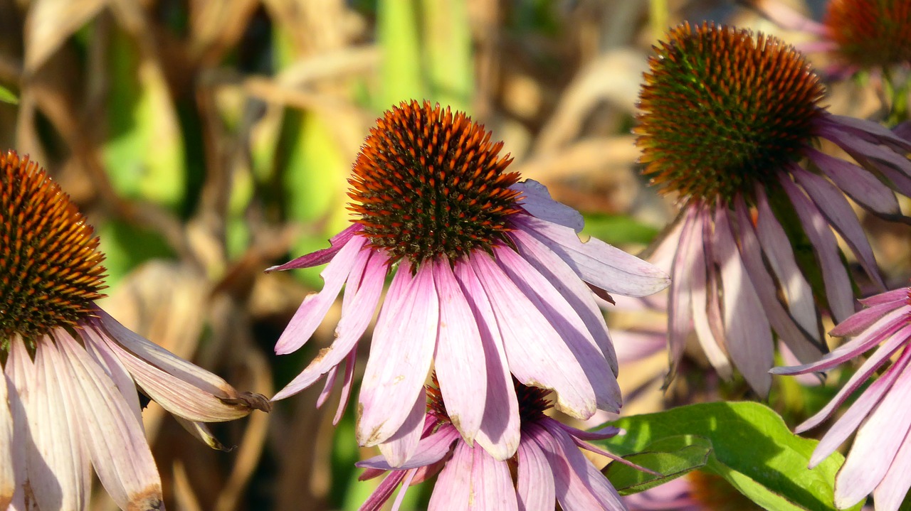 echinacea nature plant free photo