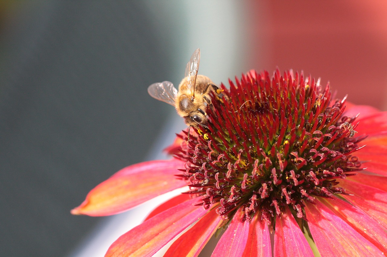echinacea purple bee free photo