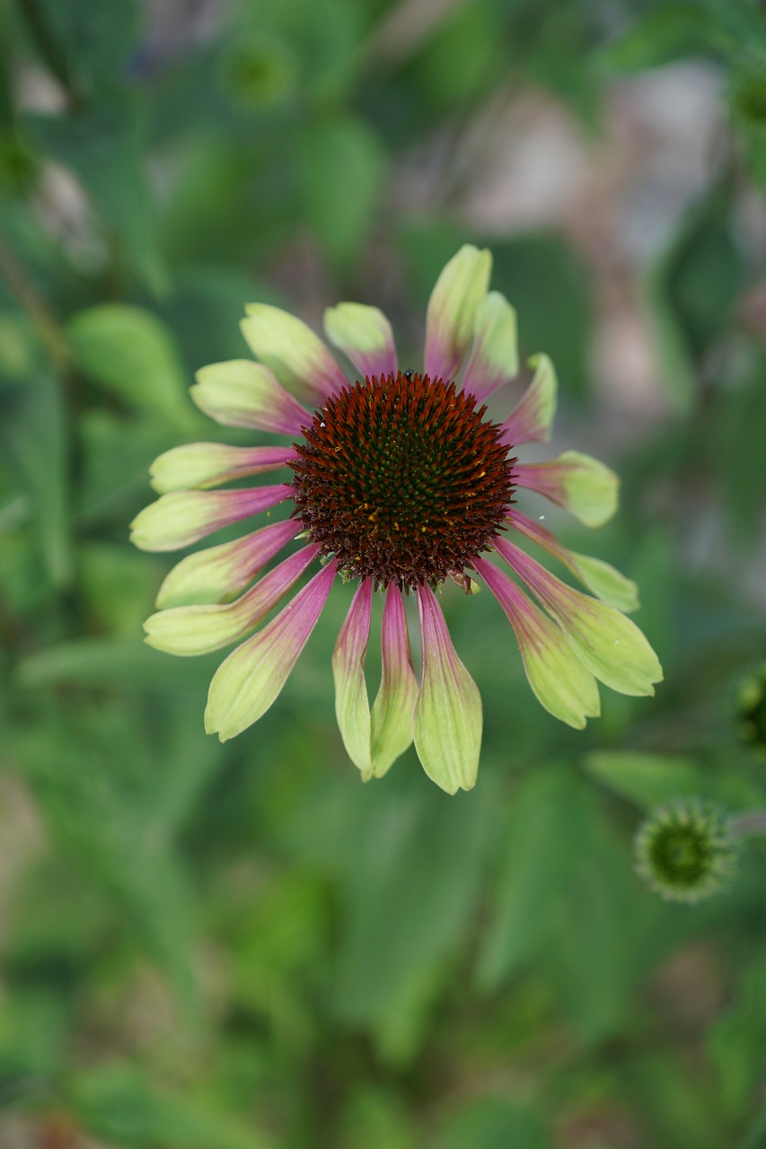 echinacea flower garden free photo