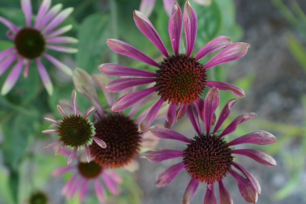 echinacea flower garden free photo