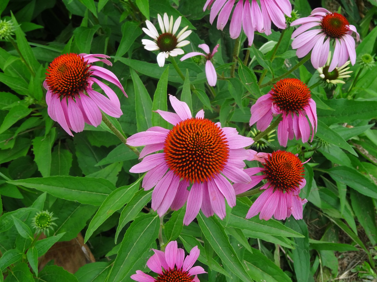 echinacea flower herbal flower free photo