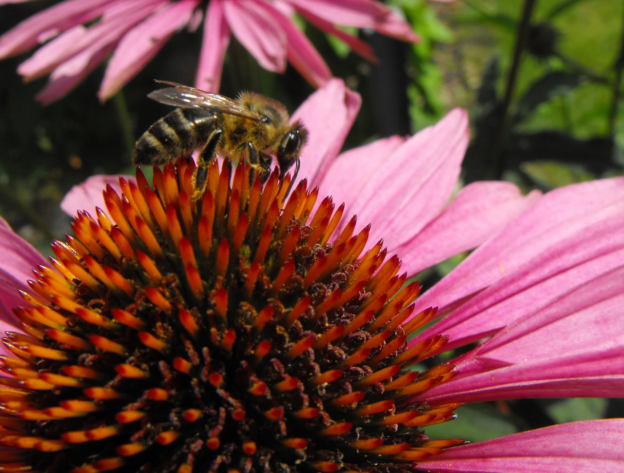 echinacea bee flower free photo