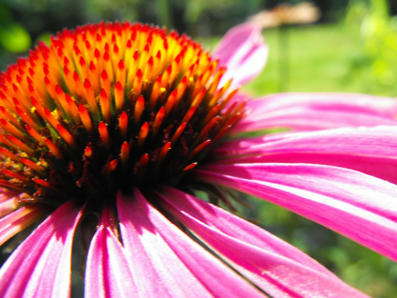 echinacea flower plant free photo