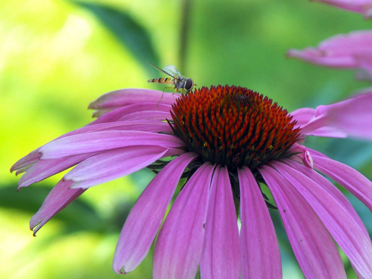 echinacea insects opeľ free photo