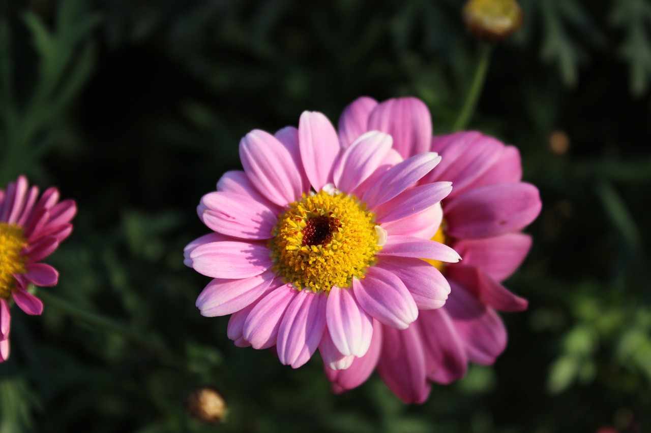 echinacea flower medicinal free photo