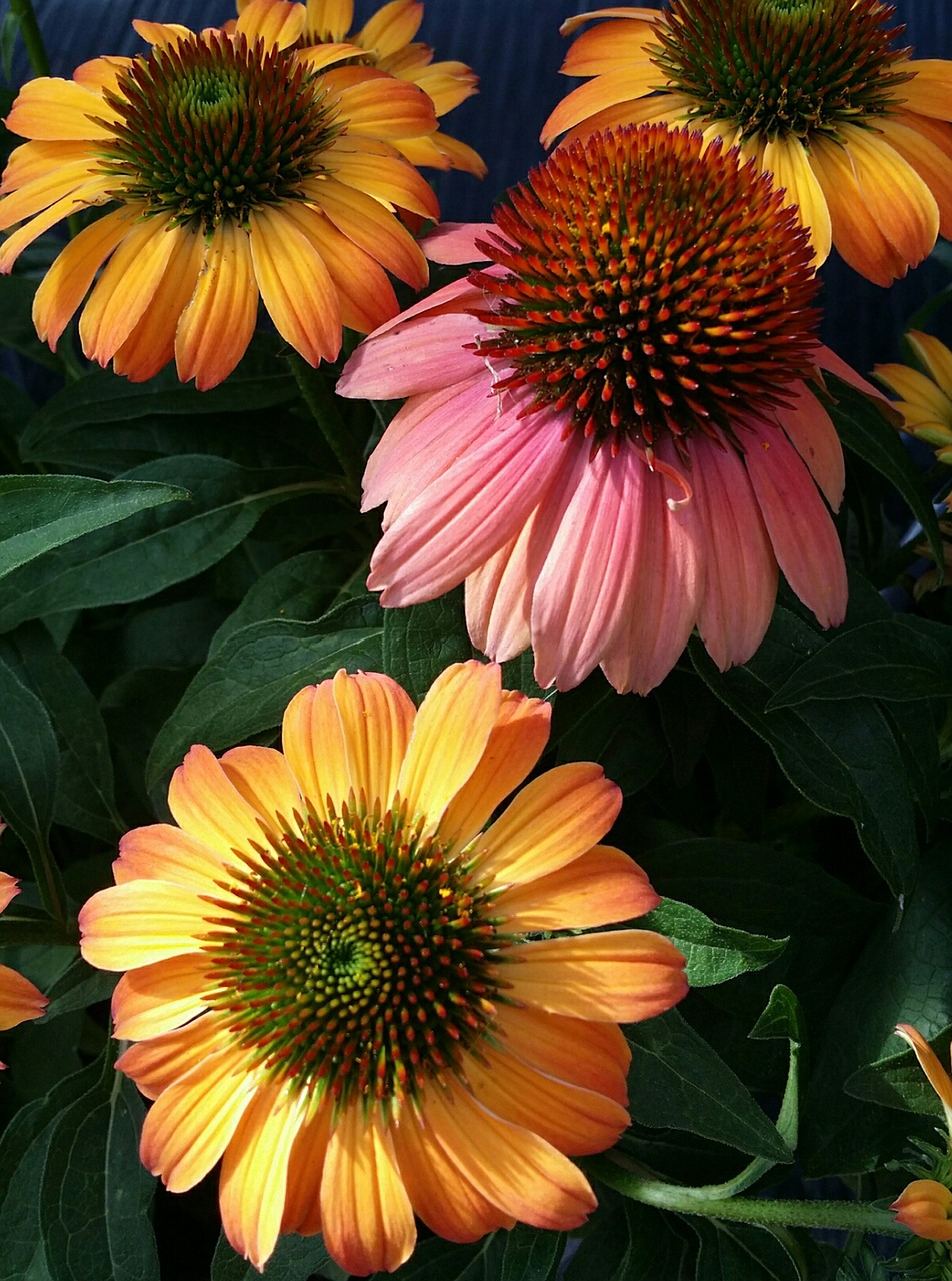 echinacea coneflower orange free photo