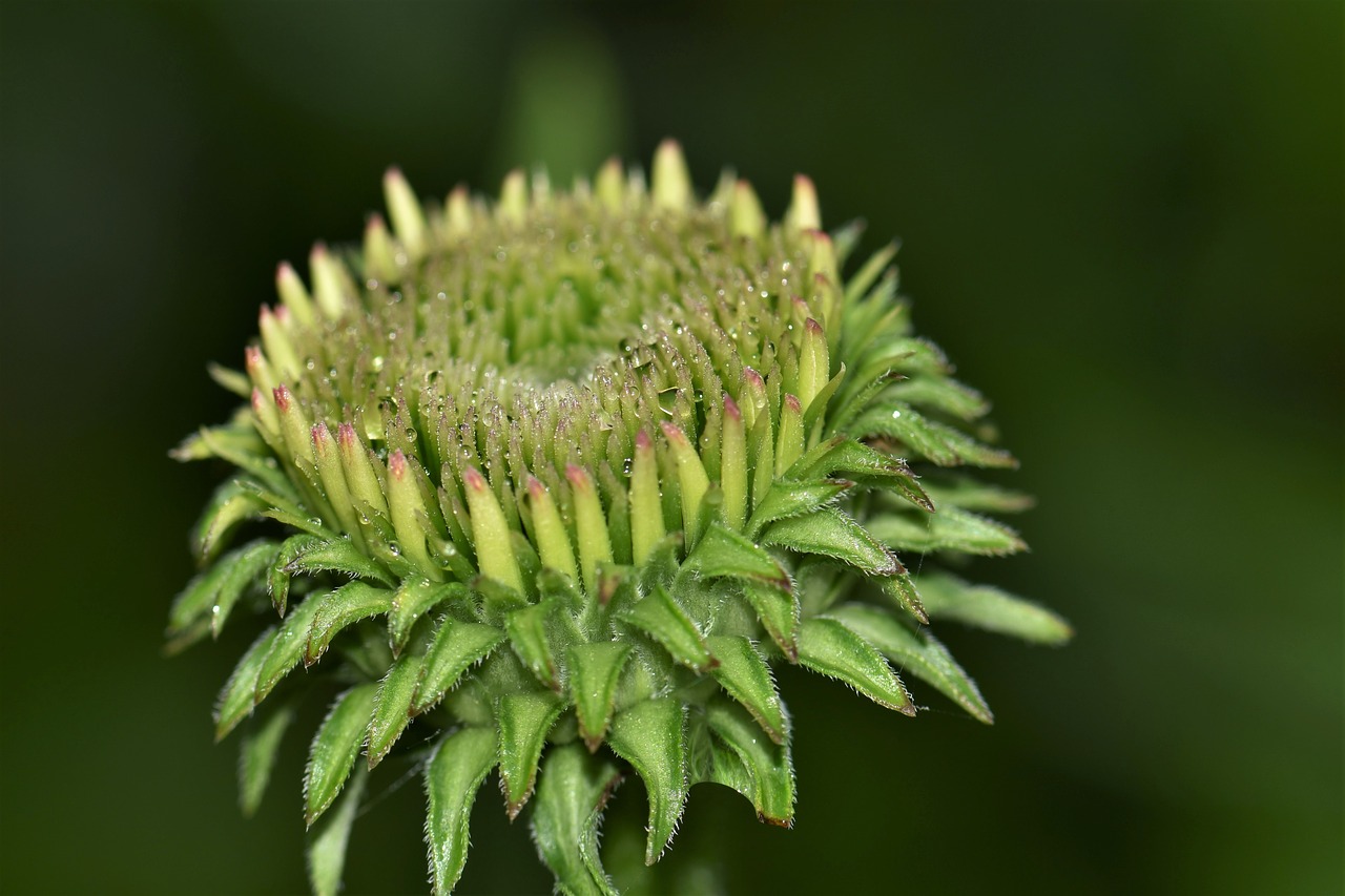 echinacea blossom bloom free photo