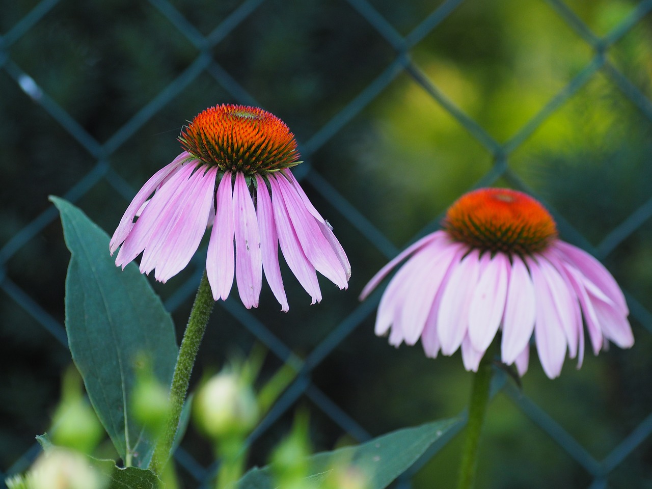 echinacea flower garden free photo