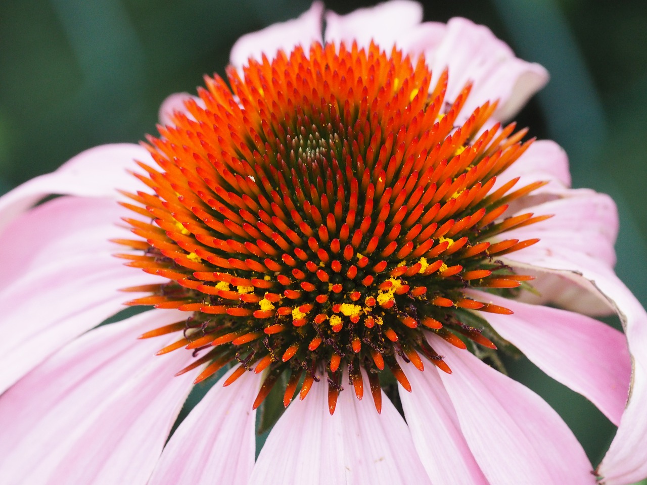 echinacea sun hat garden free photo