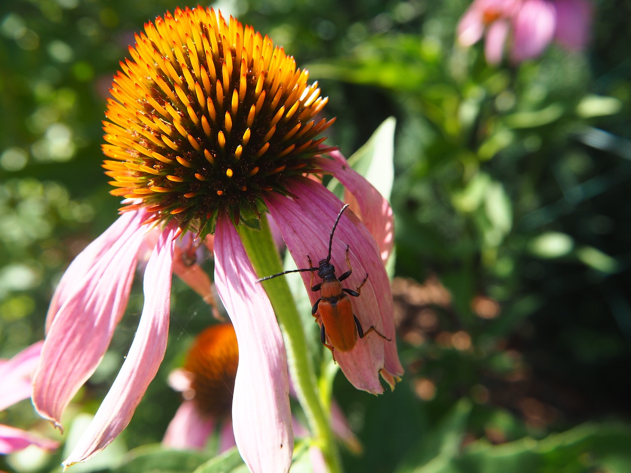 echinacea blossom bloom free photo