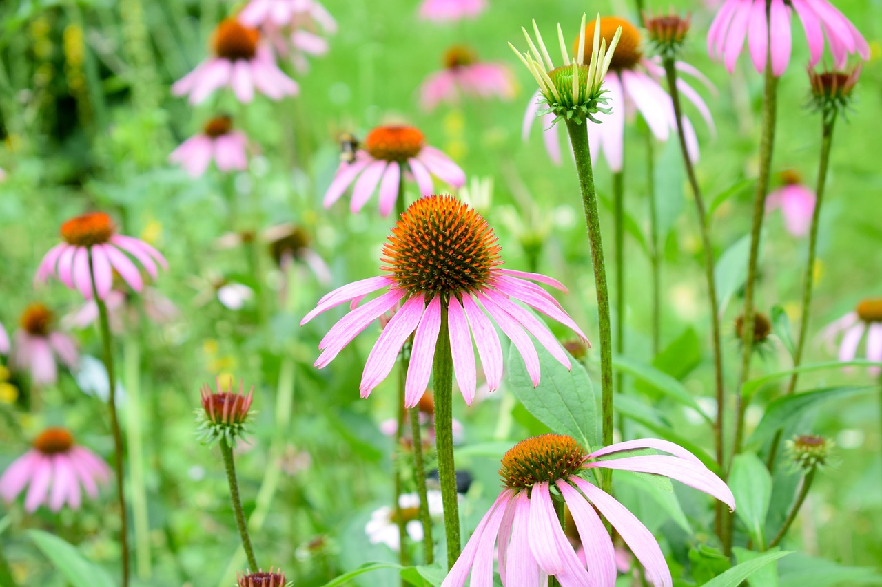 echinacea flower herbal free photo