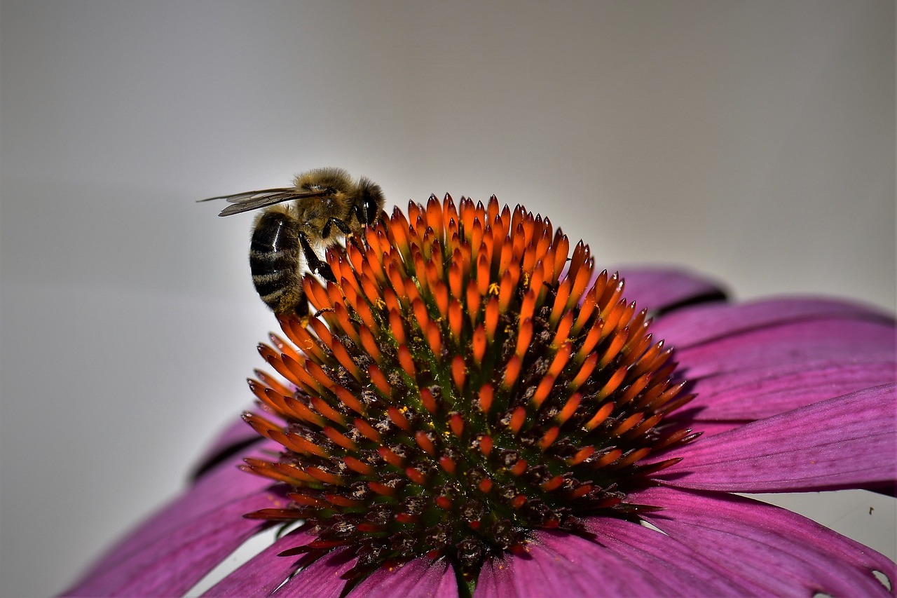 echinacea bee blossom free photo