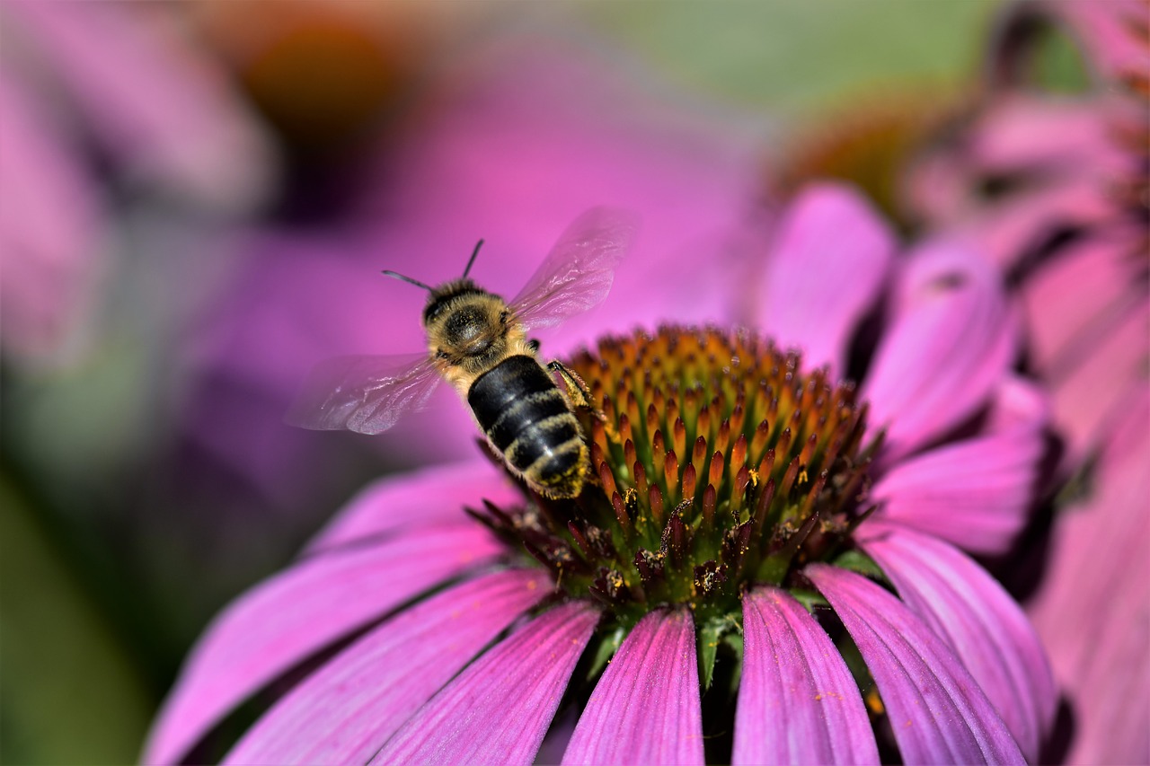 echinacea bee blossom free photo