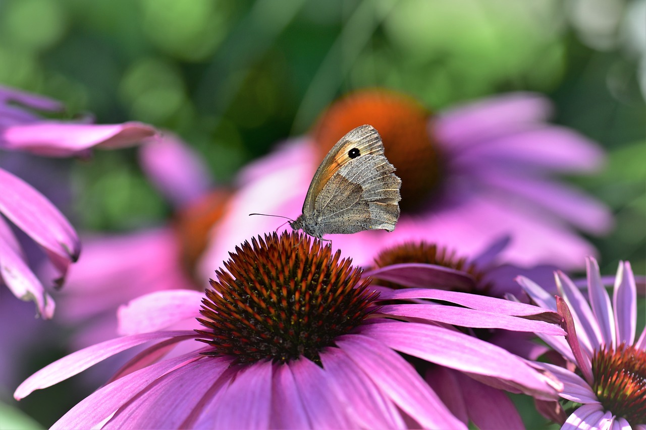 echinacea butterfly blossom free photo