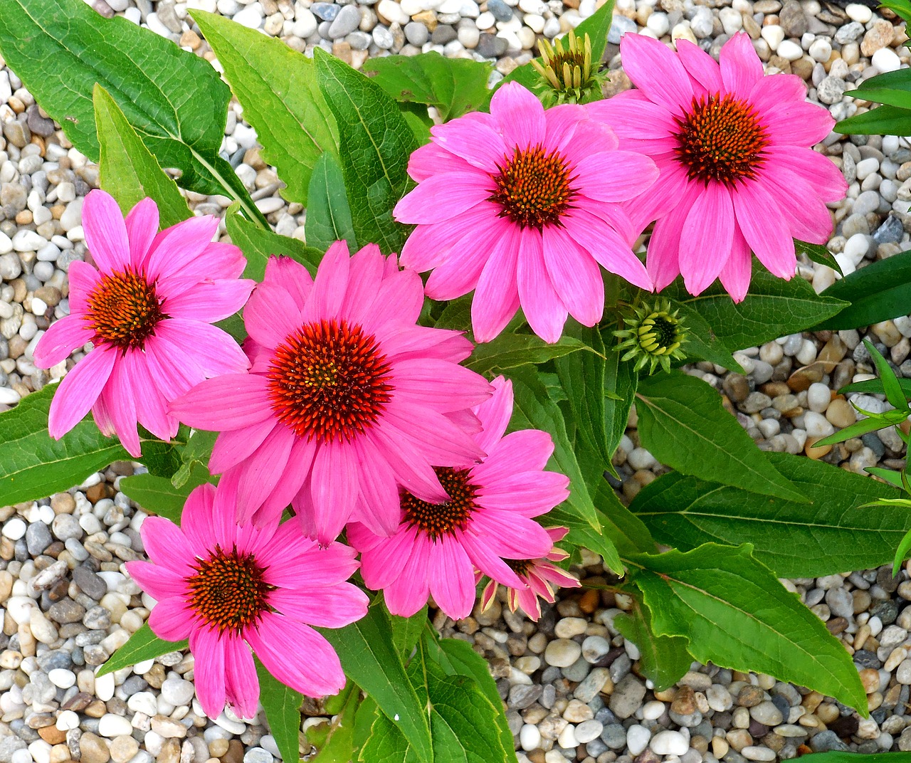 echinacea plant flowers free photo