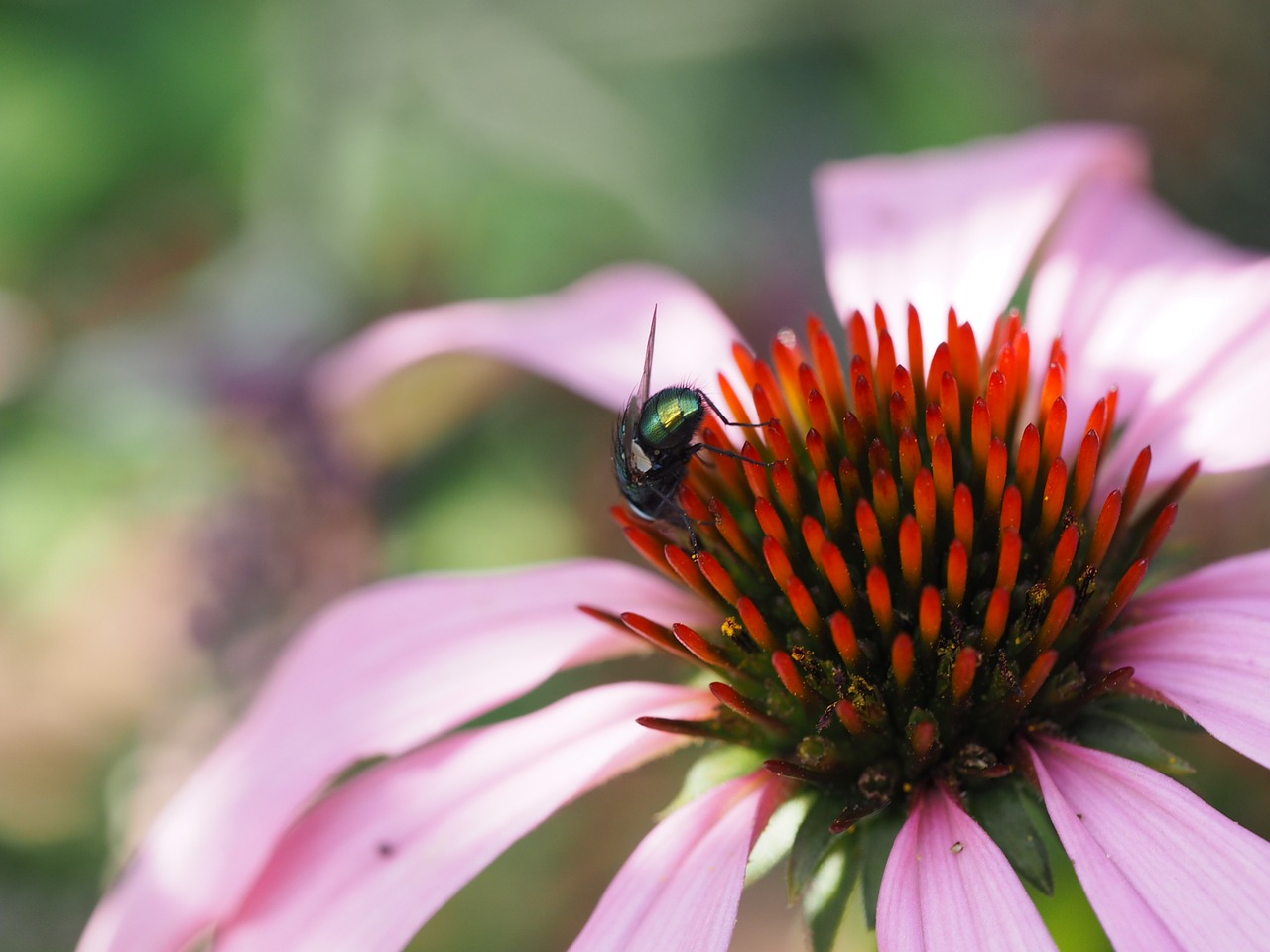 echinacea fly garden free photo