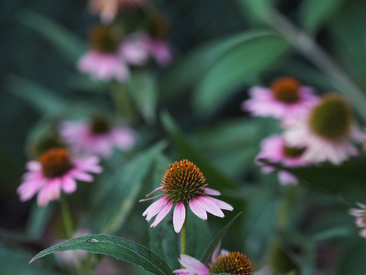 echinacea flower summer free photo