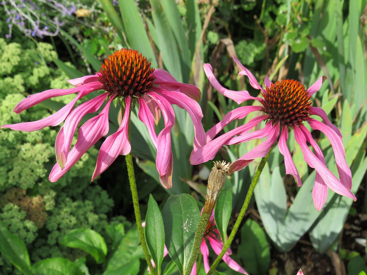 echinacea flowers purple free photo