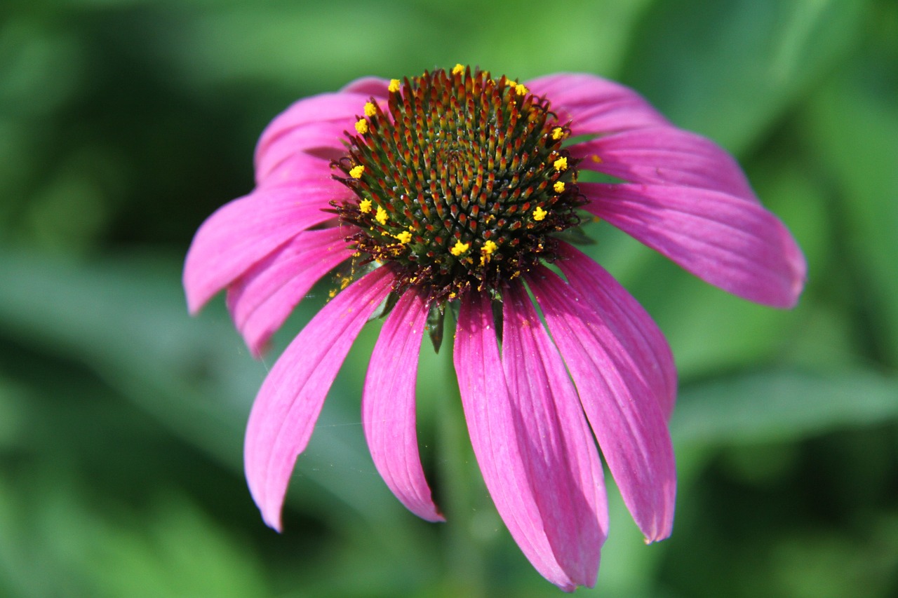 echinacea flower garden free photo