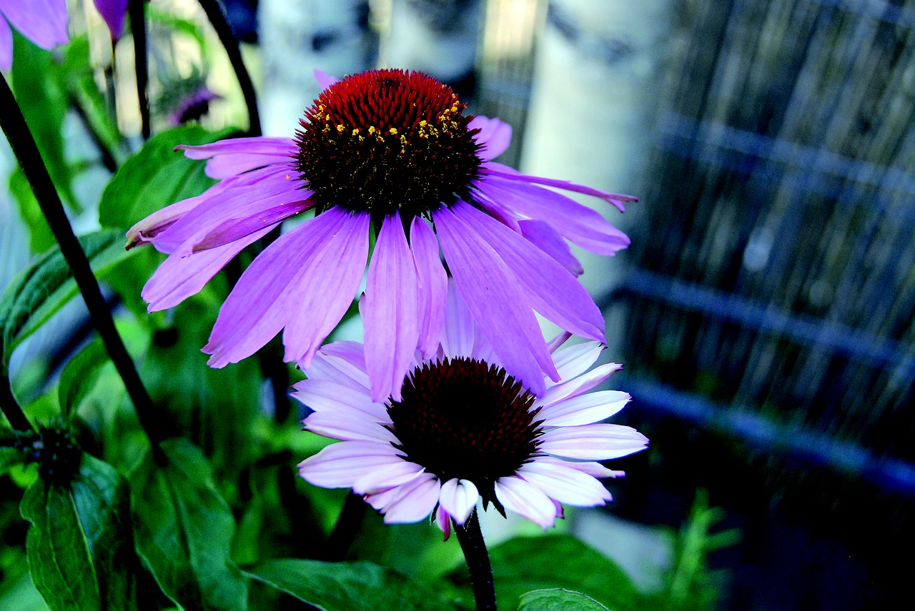 echinacea purple coneflower flower free photo