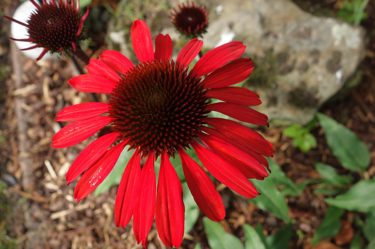 echinacea plant sun hat free photo