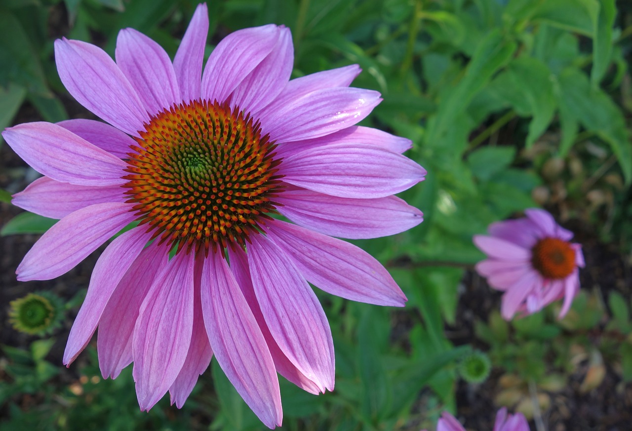 echinacea  garden  plant free photo